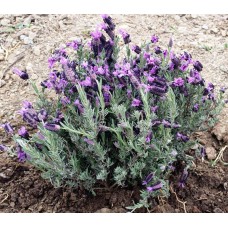 2 YAŞ KARABAŞ OTU FİDESİ (ORGANİK) - LAVANDULA STOECHAS 20-25 Cm. (Min.250 Ad.) 