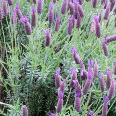 2 YAŞ KARABAŞ OTU FİDESİ (ORGANİK) - LAVANDULA STOECHAS 20-25 Cm. (Min.100 Ad.) 